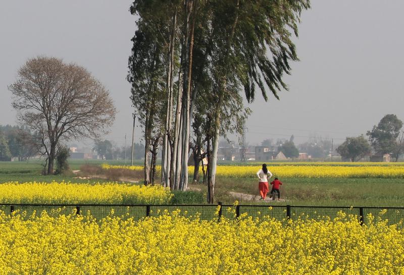 Roz's Trip to Rural Punjab