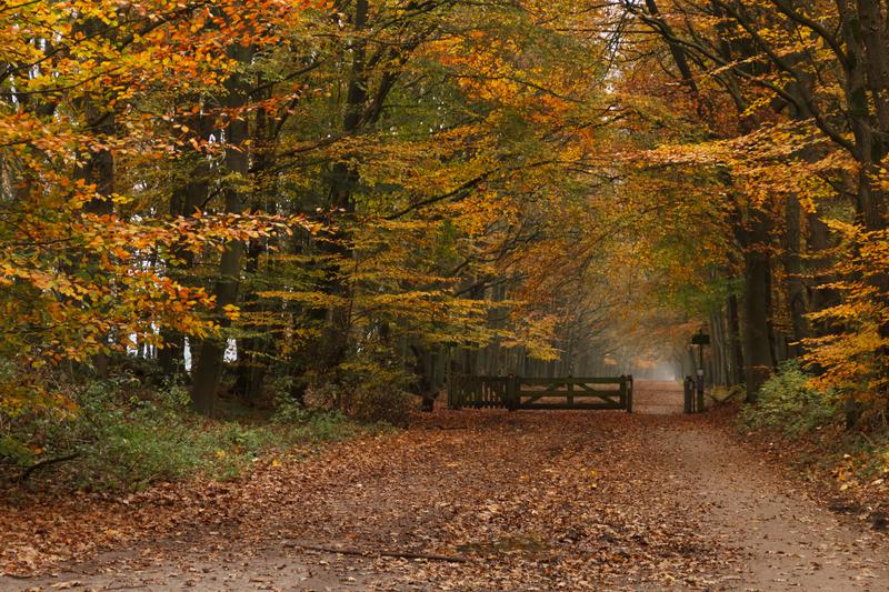 A Rustic Gate